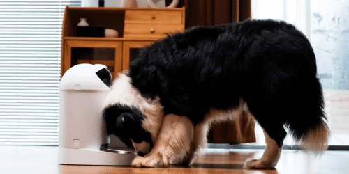 Your Pet's New Friend: The Furspark Eye Pet Sentry Feeder!