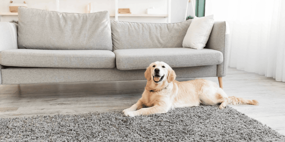 Ultimate Guide to Pet Odor Eliminator Sprays