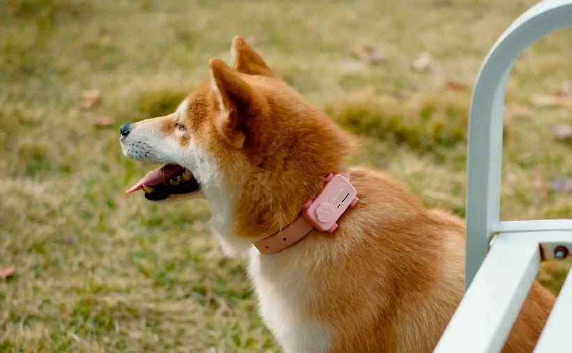 GlocalMe PetPhone: Smart Communication Device for Pets
